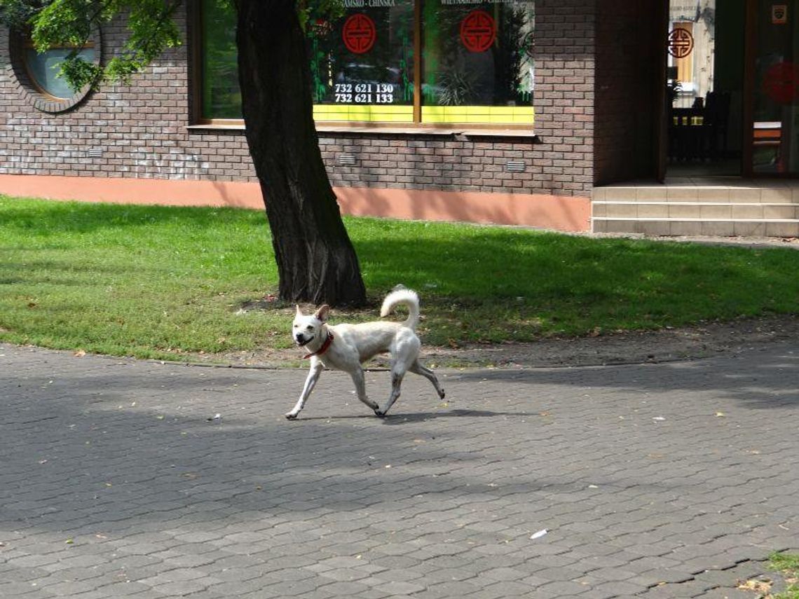 Dlaczego psy się gubią?