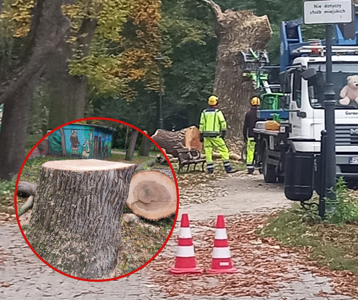 Dlaczego ścięto to drzewo? Kaliszanka oburzona, Miasto wyjaśnia Dlaczego ścięto to drzewo? Kaliszanka oburzona, Miasto wyjaśnia