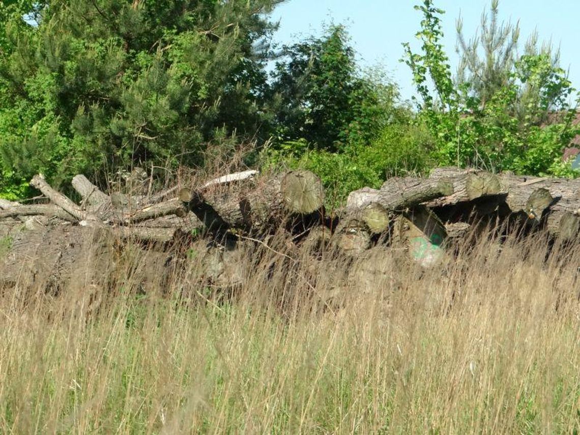 Drewno dla potrzebujących