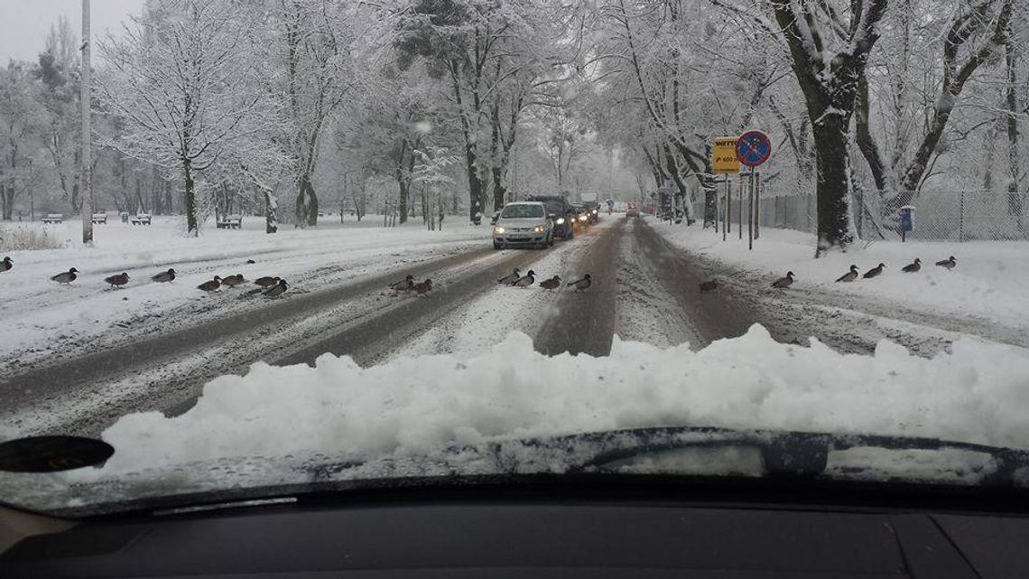 Drogę zablokowały … kaczki WIDEO