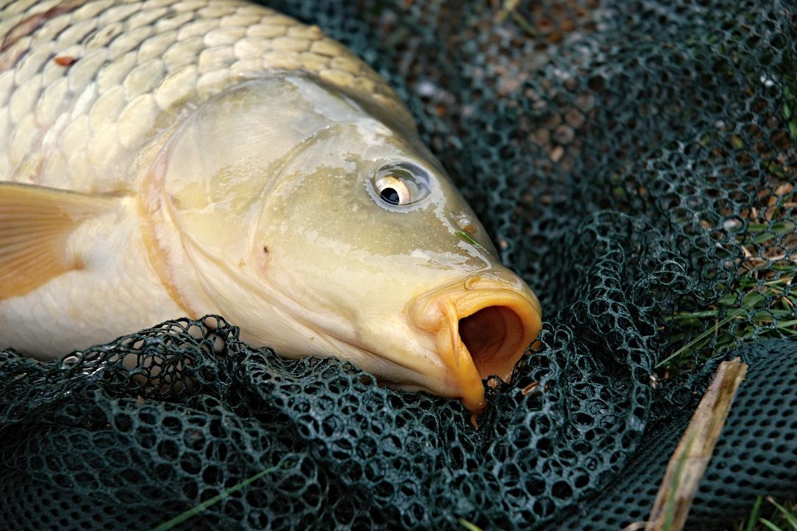 Drogi stół wigilijny. Czekają nas rekordowe ceny karpia