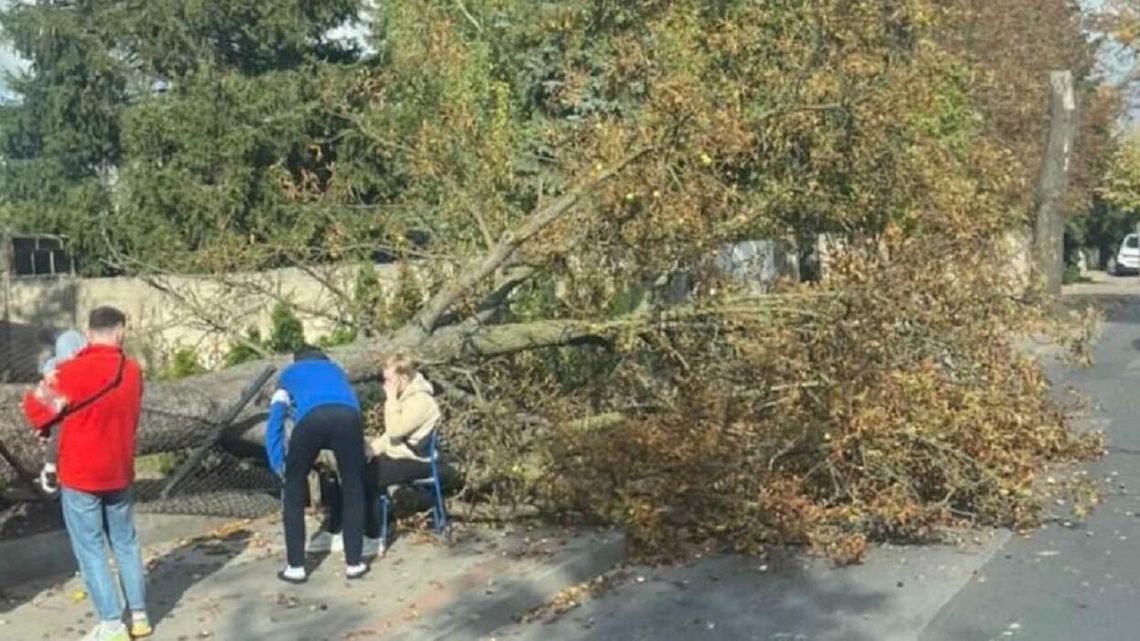 Drzewo runęło na kobietę z dzieckiem. Silny wiatr w Wielkopolsce