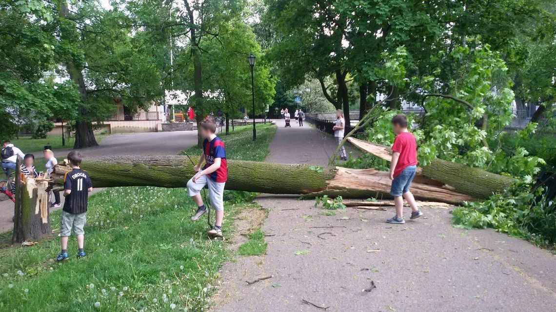 Drzewo runęło na środek alejki. Świadek: Krzyknąłem do kobiety, żeby uciekała ZDJĘCIA