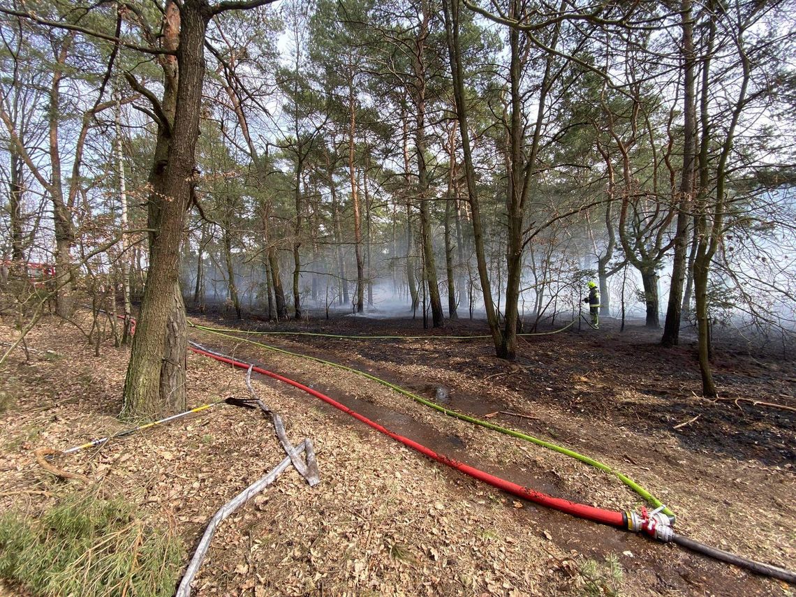 Duży pożar lasu w powiecie! Wszystko wskazuje na podpalenie