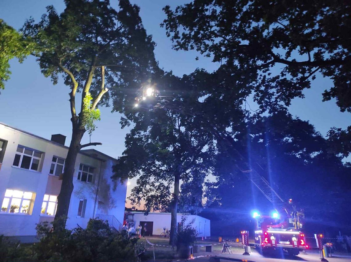 Dwie dziewczynki ranne. Spadła na nie gałąź Dwie dziewczynki ranne. Spadła na nie gałąź