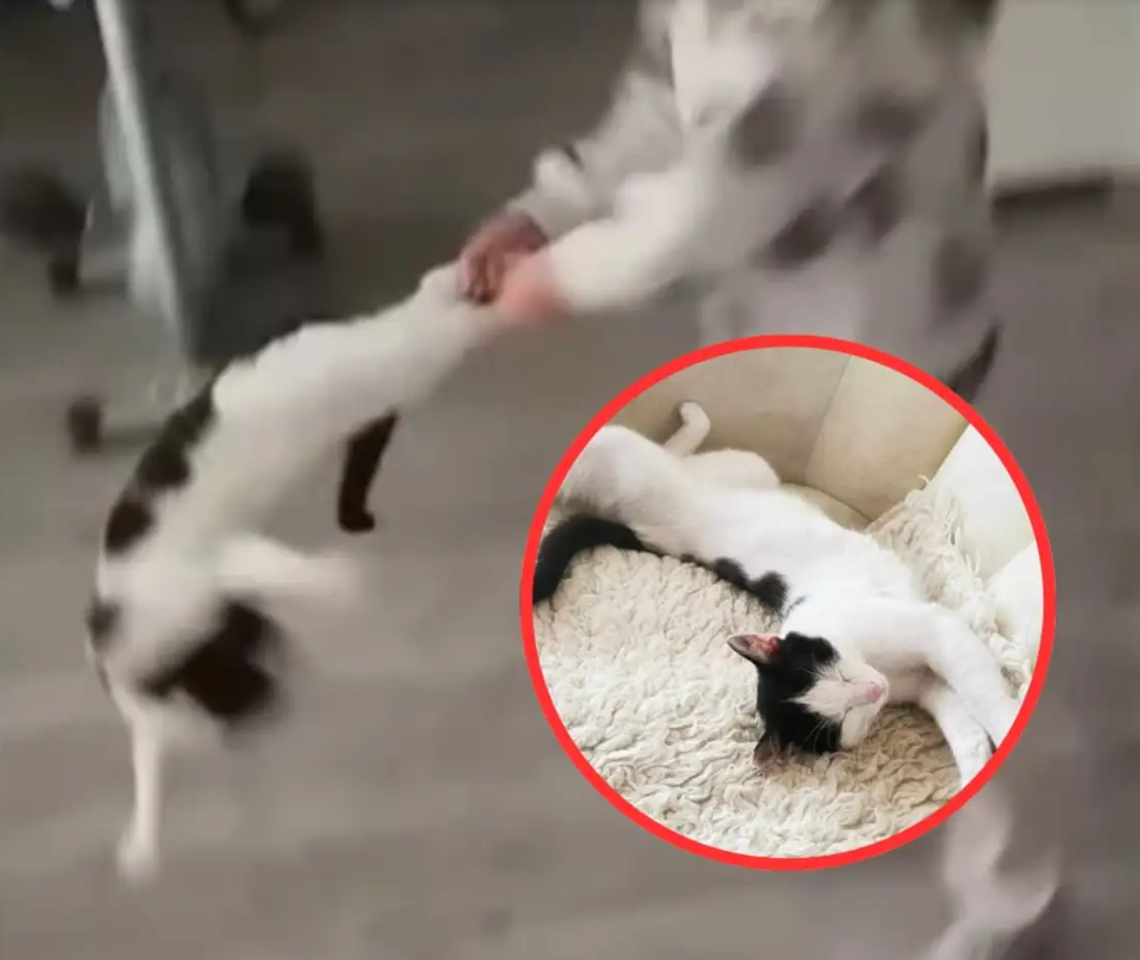 Dziecko znęcało się nad kotem, a matka to nagrywała JEST WYROK Dziecko znęcało się nad kotem, a matka to nagrywała JEST WYROK