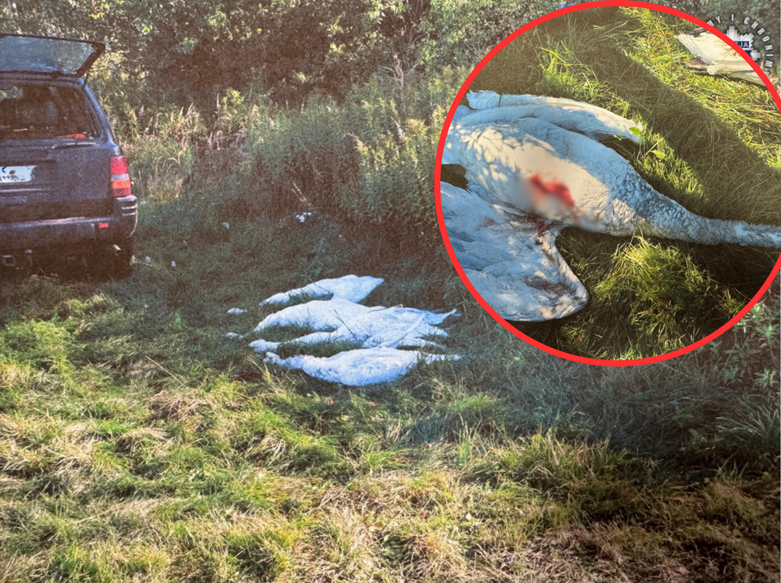 Fatalna pomyłka na polowaniu. Myśliwi mogą trafić za kratki