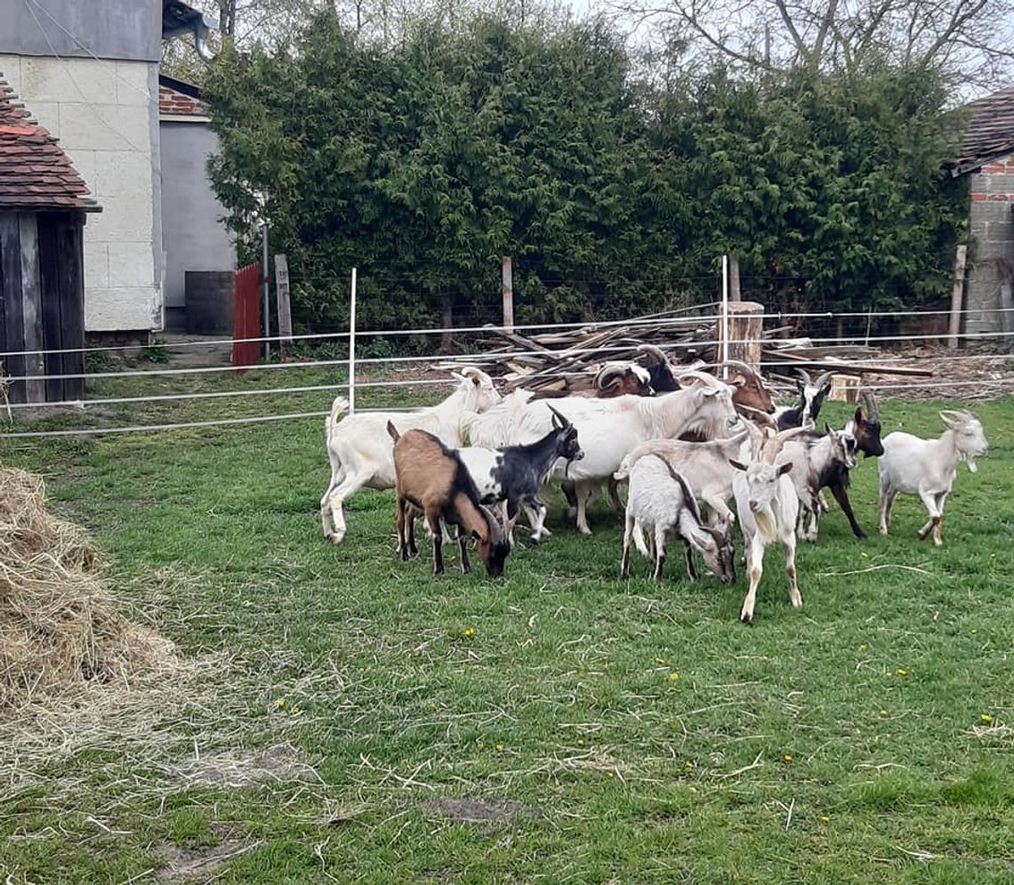 Free Animals Kalisz uratowało warszawskie koziołki ZDJĘCIA