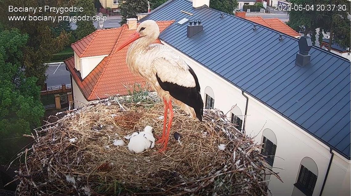 Gdzie jest Przygoda? Dziedzic został sam w gnieździe z jednym boćkiem