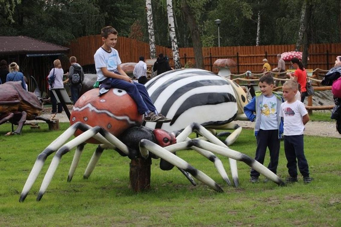 Gigantyczne owady i grzyby na Góreczniku