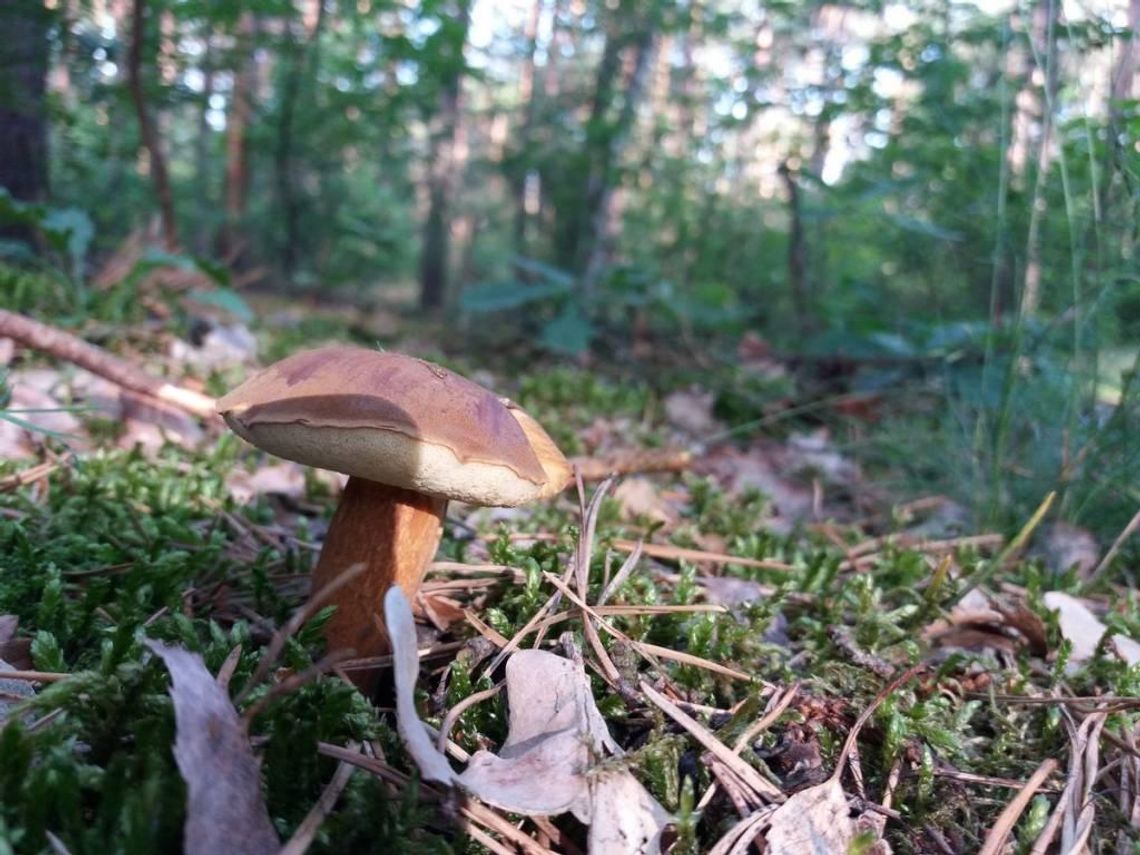 Grzybiarze korzystają z pomocy specjalistów