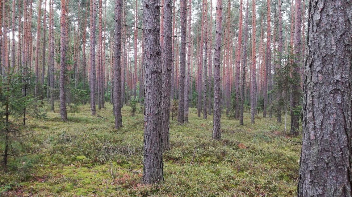 Grzybiarze w opresji. Błądzącym pomagają leśnicy