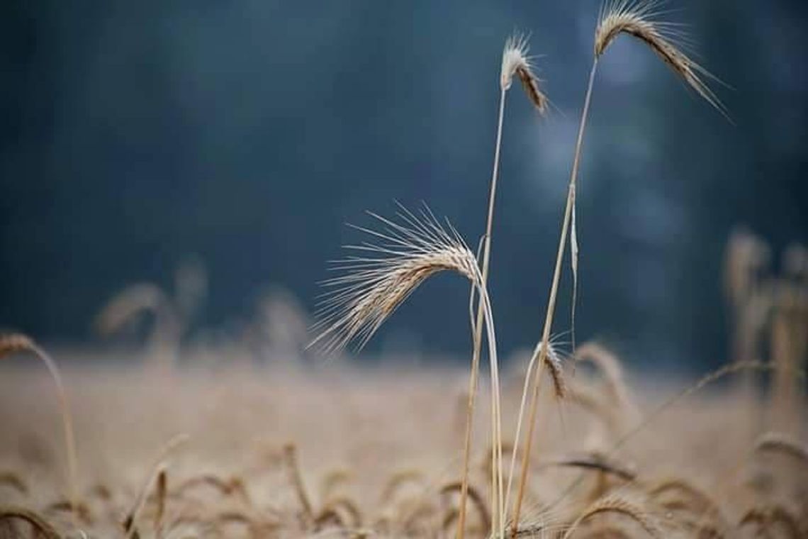 I znowu susza. Mniej plonów i zdecydowanie droższe