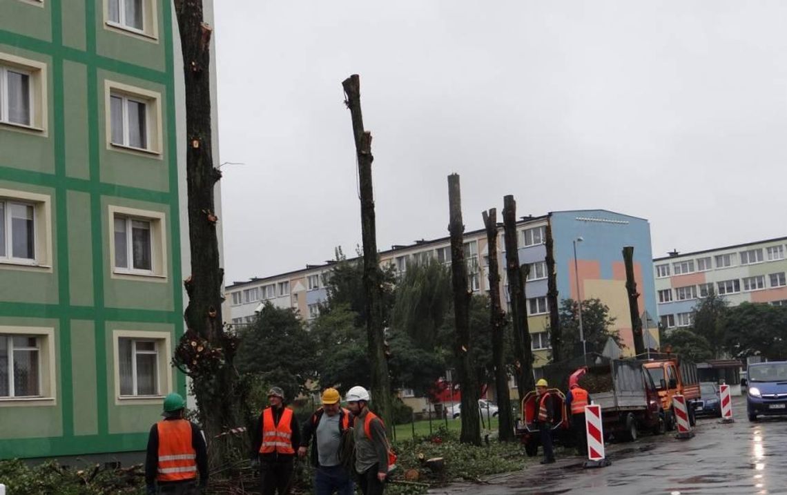 Ile drzew posadzono w Kaliszu, a ile naprawdę wycięto?