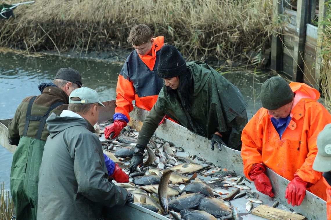 Ile za karpia? Sprzedaż już ruszyła Ile za karpia? Sprzedaż już ruszyła