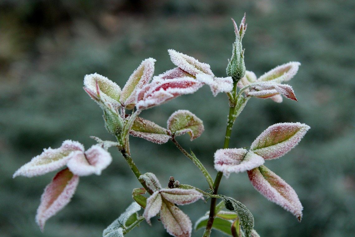 IMGW ostrzega przed przymrozkami. W nocy przy gruncie nawet -7°C!