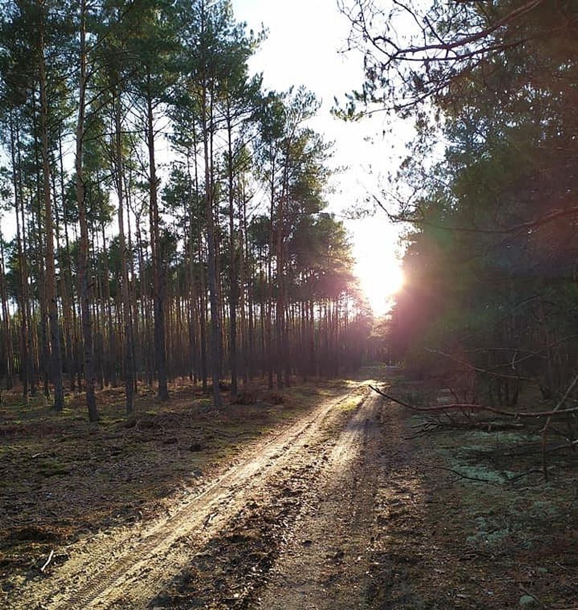 Informacja dla właścicieli lasów