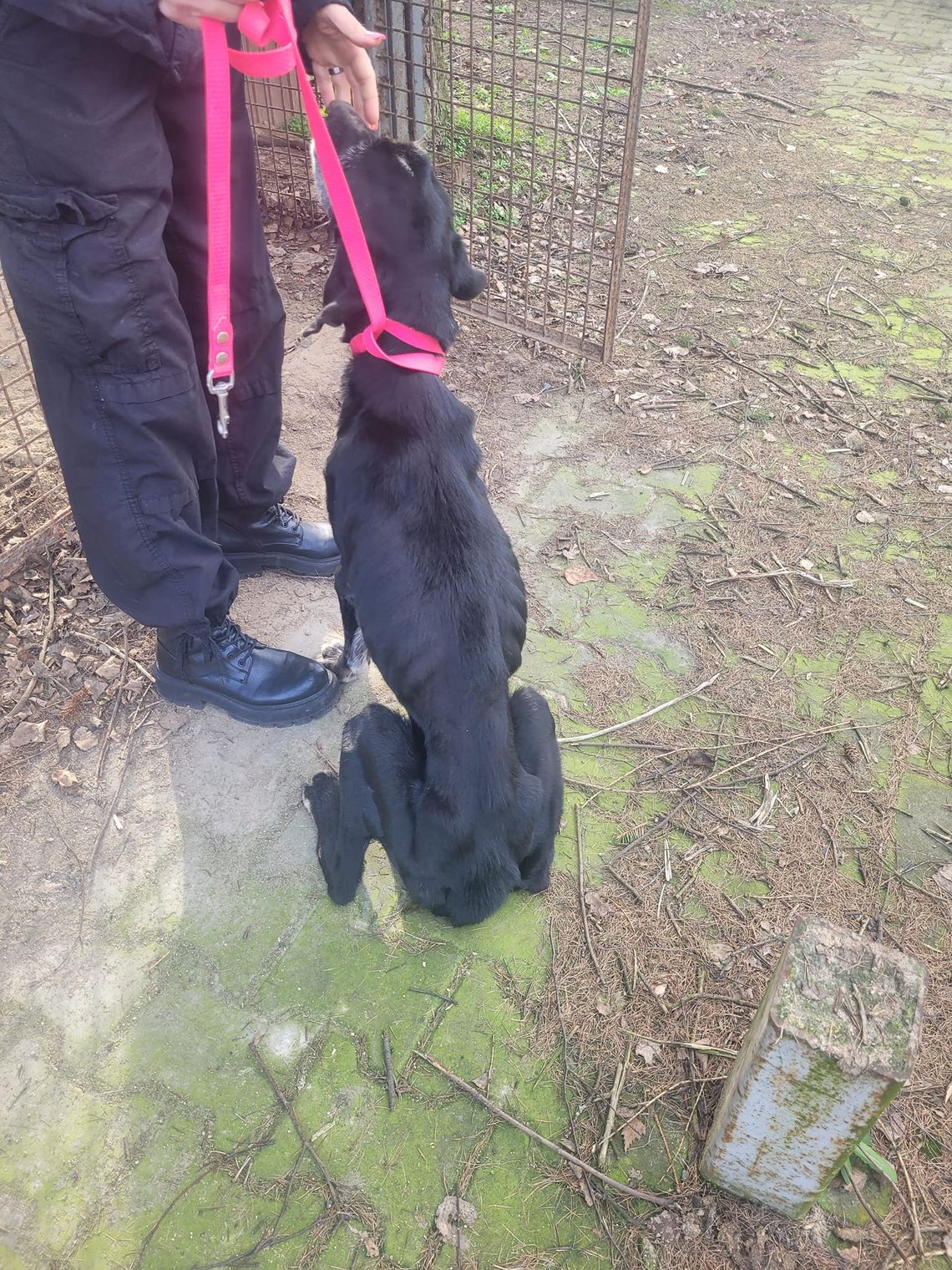 Interwencja w Sulisławicach. Właściciel nie widział problemu