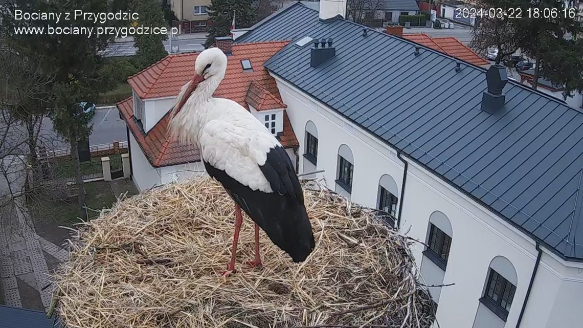 Jest i on! Pierwszy bocian pojawił się w słynnym gnieździe