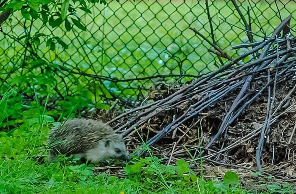 Jeż utknął między rurami. Pomogli mu strażnicy miejscy