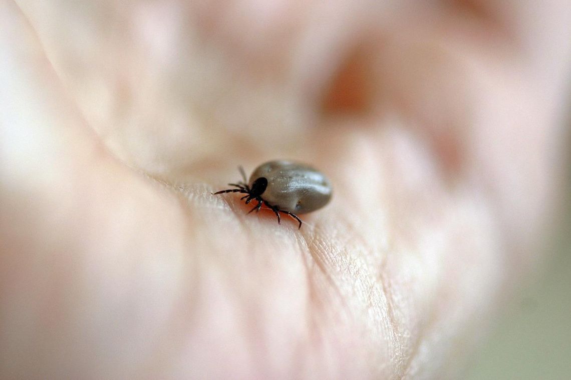 Już 5 przypadków boreliozy. Pogoda sprzyja kleszczom