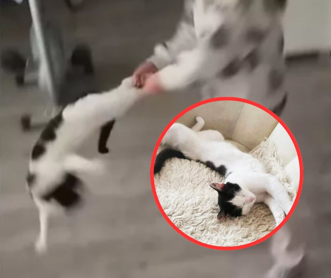 Kacperek ma nowy DOM. "Trwa walka o sprawiedliwość" Kacperek ma nowy DOM. "Trwa walka o sprawiedliwość"