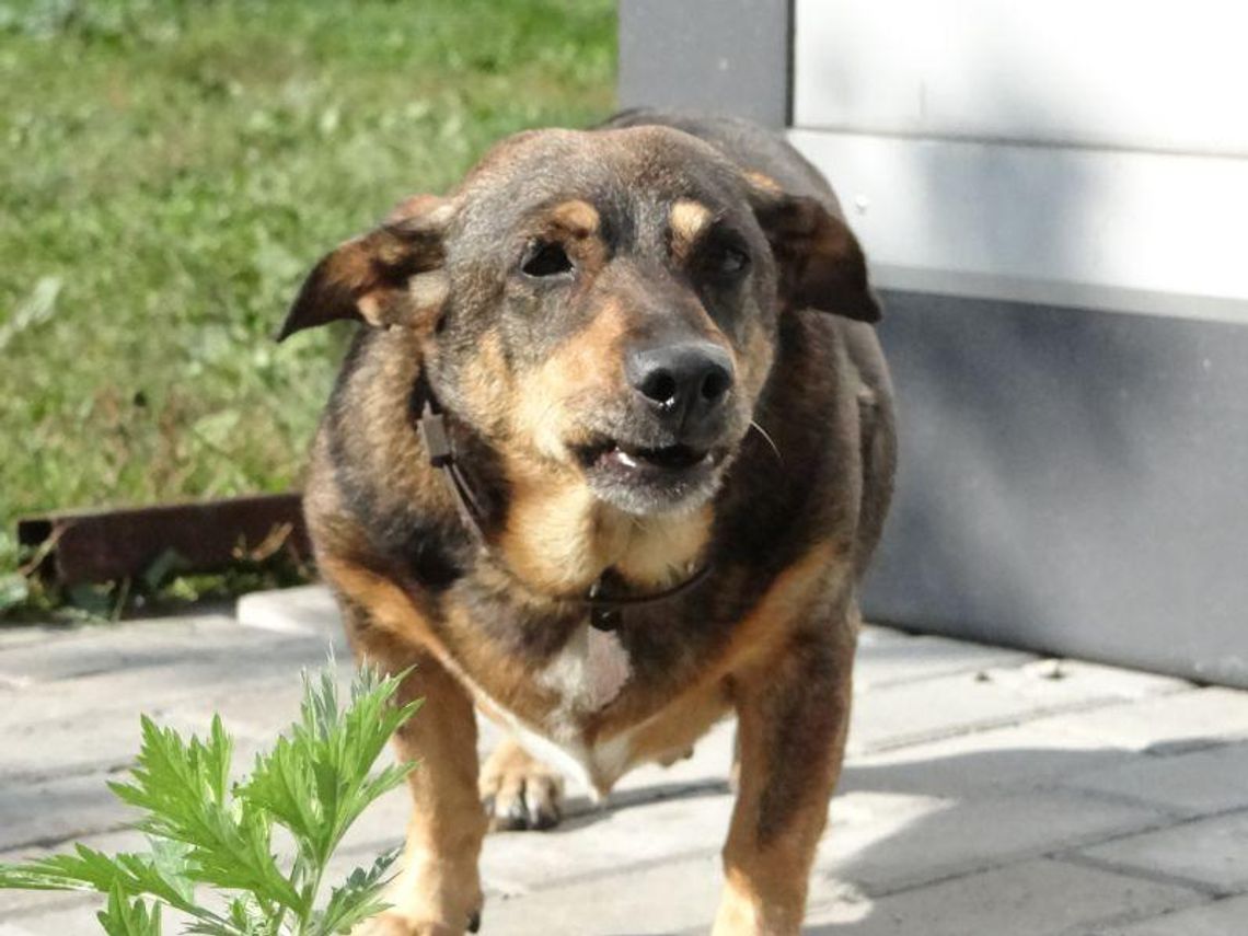 Kaliszanie wywalczyli budy dla psów ze schroniska