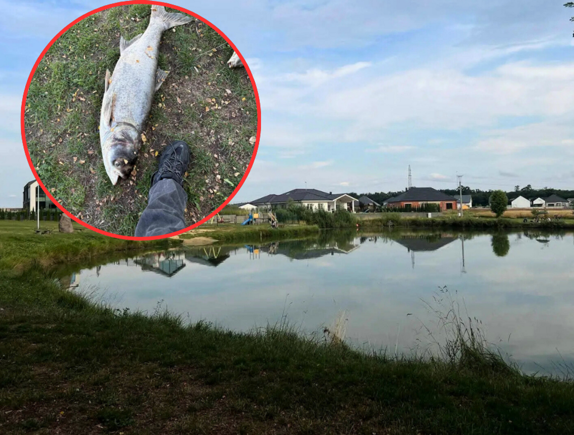 Katastrofa ekologiczna? Co się stało z popularnym stawem?