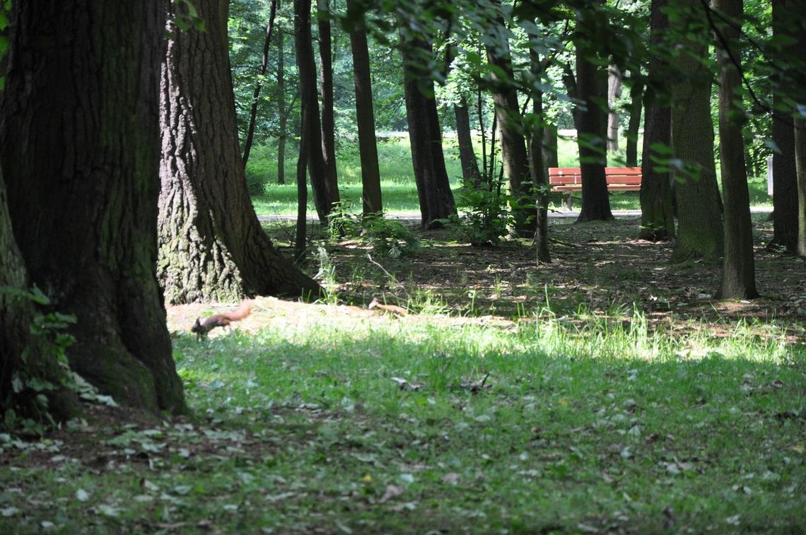 Kiedy rewaloryzacja Parku Miejskiego? Miasto nie ma pieniędzy