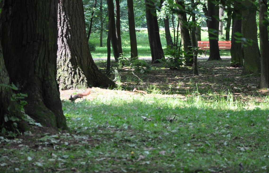 Kiedy rewaloryzacja Parku Miejskiego? Zwycięski projekt poznamy w grudniu