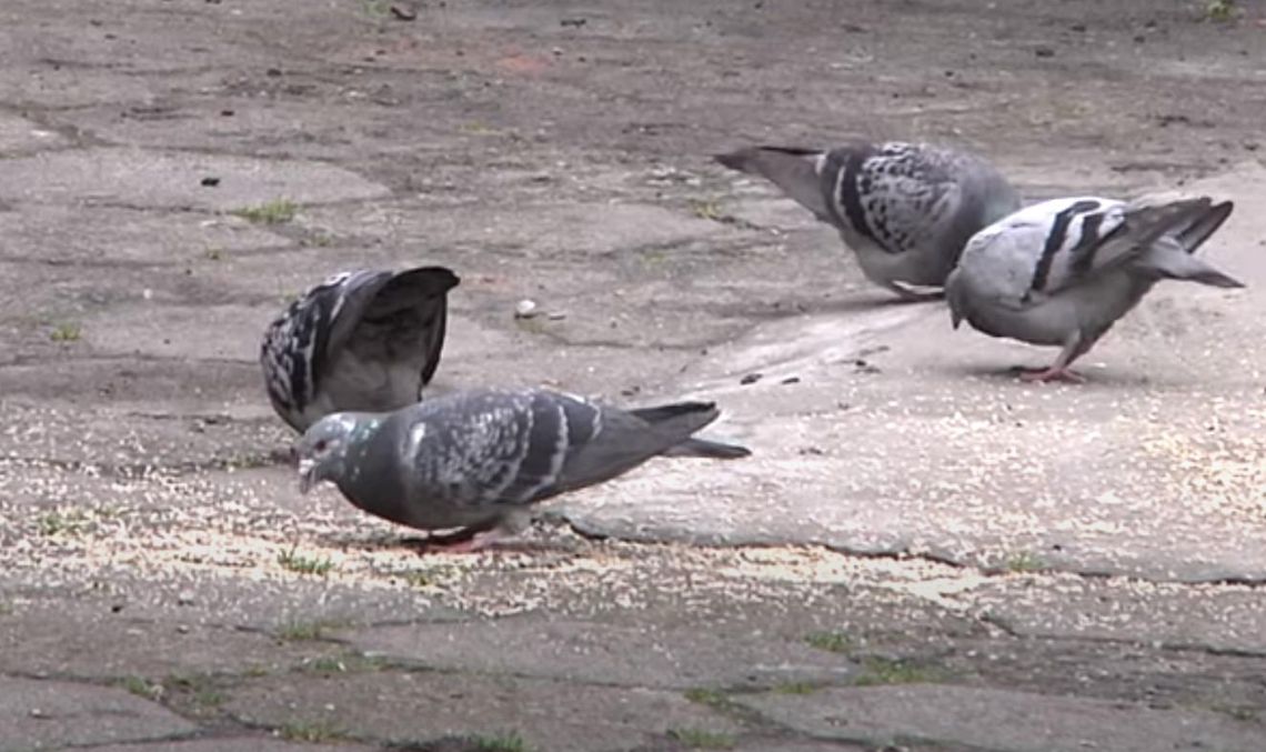 Kobieta dokarmia gołębie. Sąsiedzi mają dość WIDEO