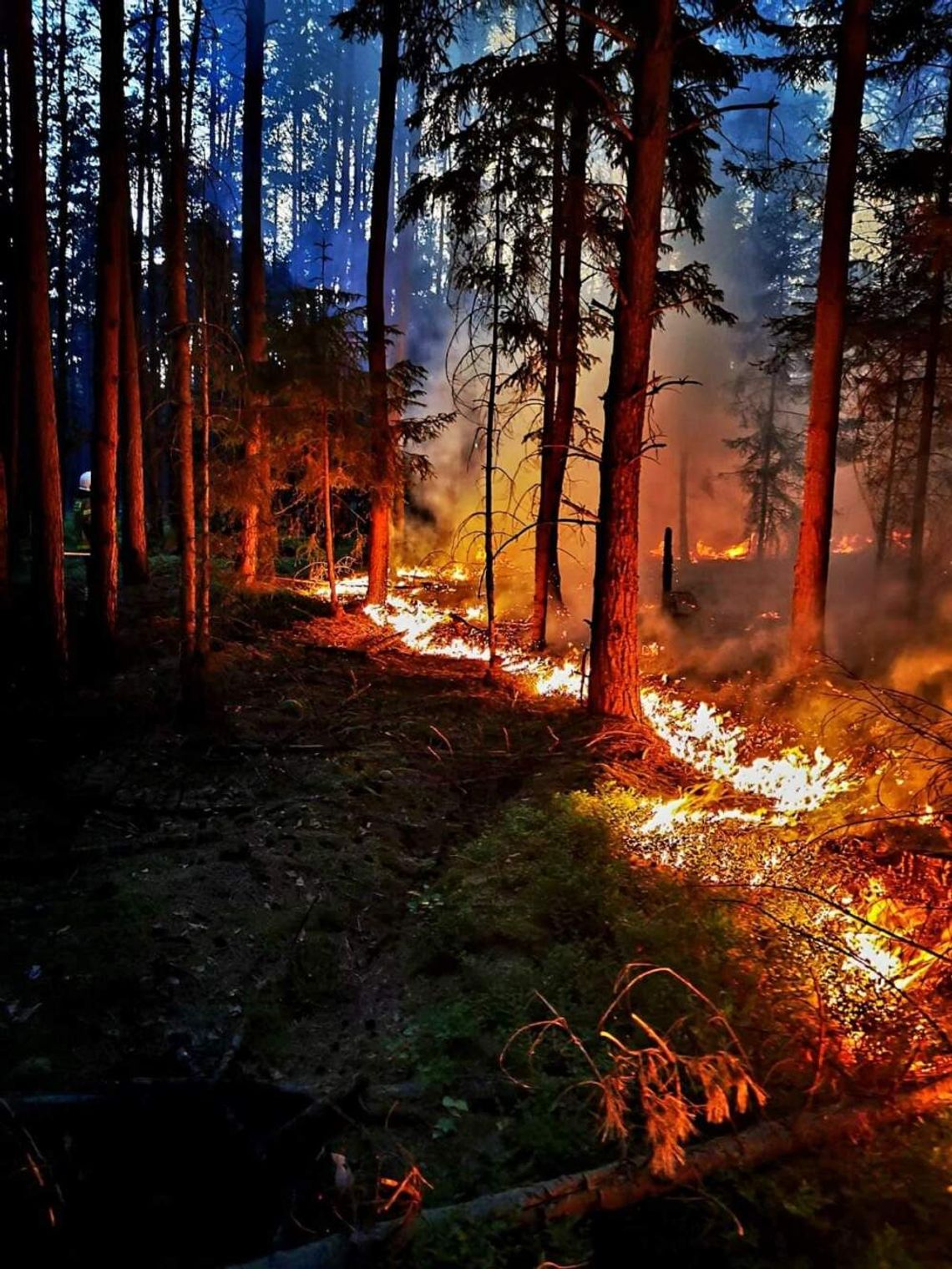 Kolejna seria pożarów w lasach. To sprawa podpalacza?