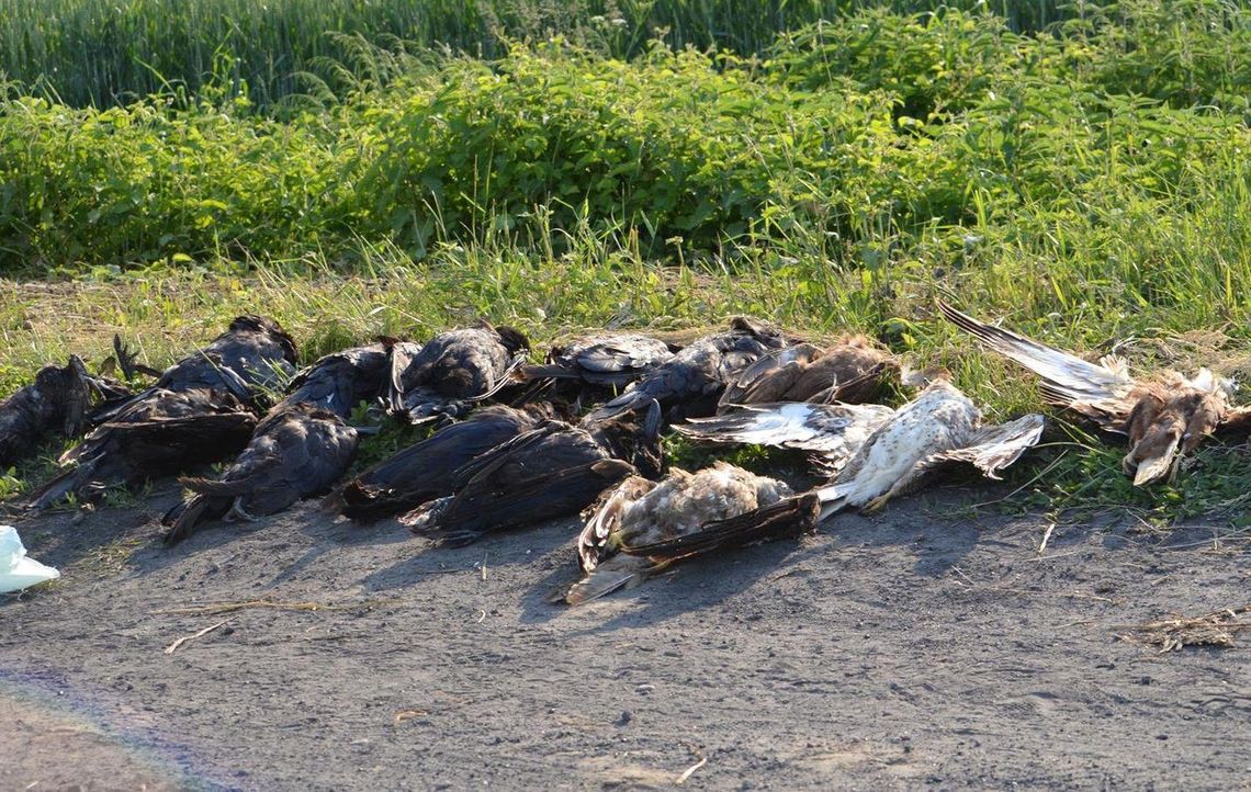 Kolejne martwe ptaki na polu pod Krotoszynem. Wśród nich wiele gatunków chronionych ZDJĘCIA