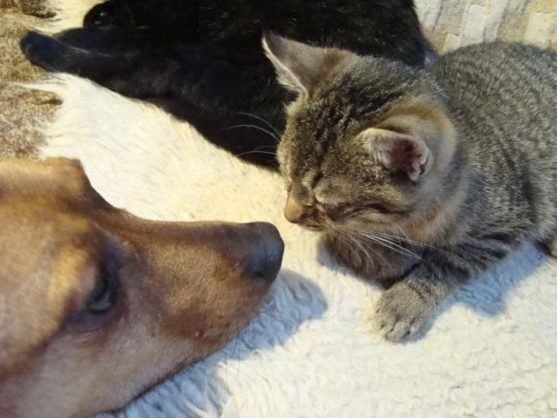 Kotki: Kasia, Basia i Lola czekają na adopcję