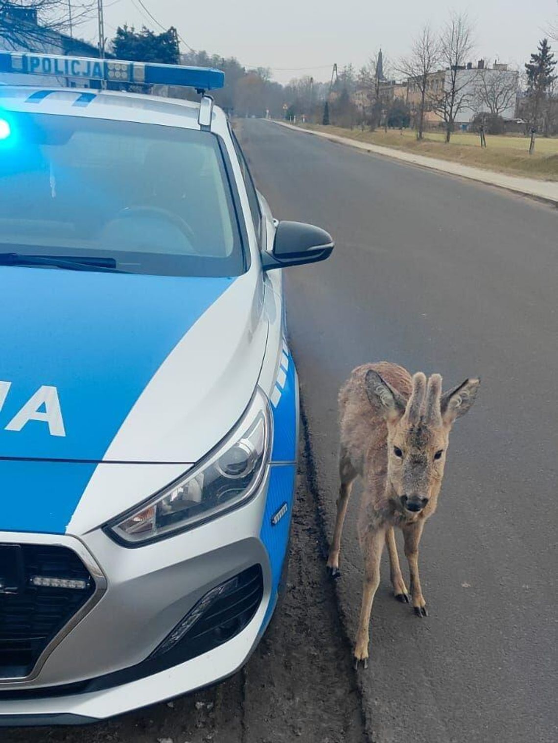 Krok w krok za policją. Nietypowe zachowanie koziołka sarny Krok w krok za policją. Nietypowe zachowanie koziołka sarny