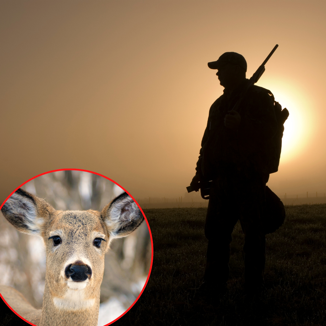 Kto zabił ciężarną łanie? ,,Użyto nielegalnej broni''