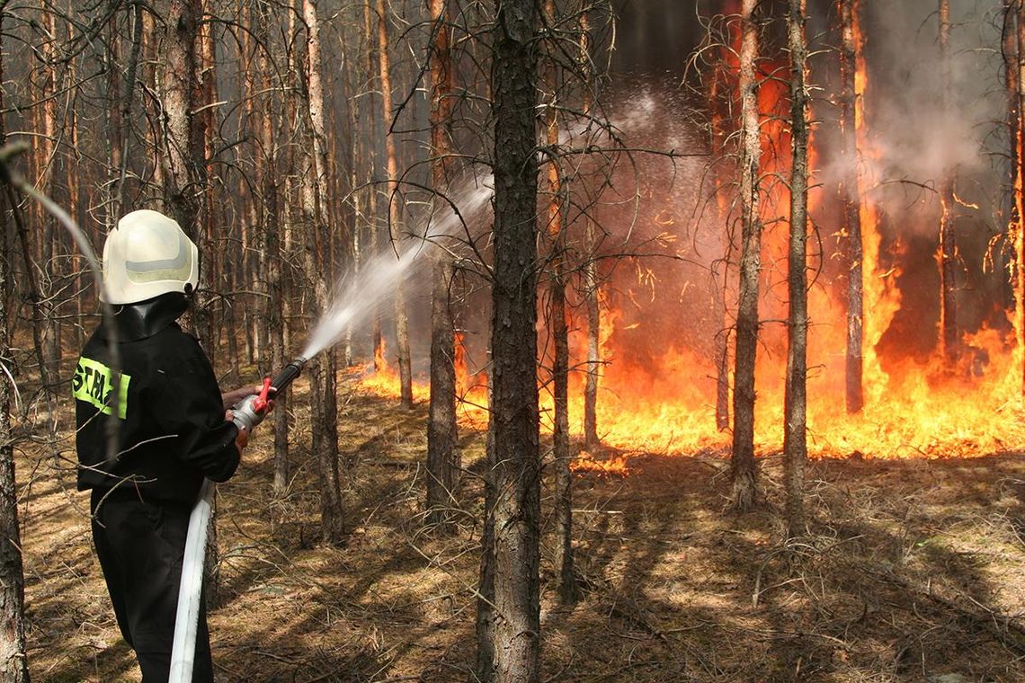 Ktoś podpala lasy. Lasy Państwowe podaje najnowsze statystyki