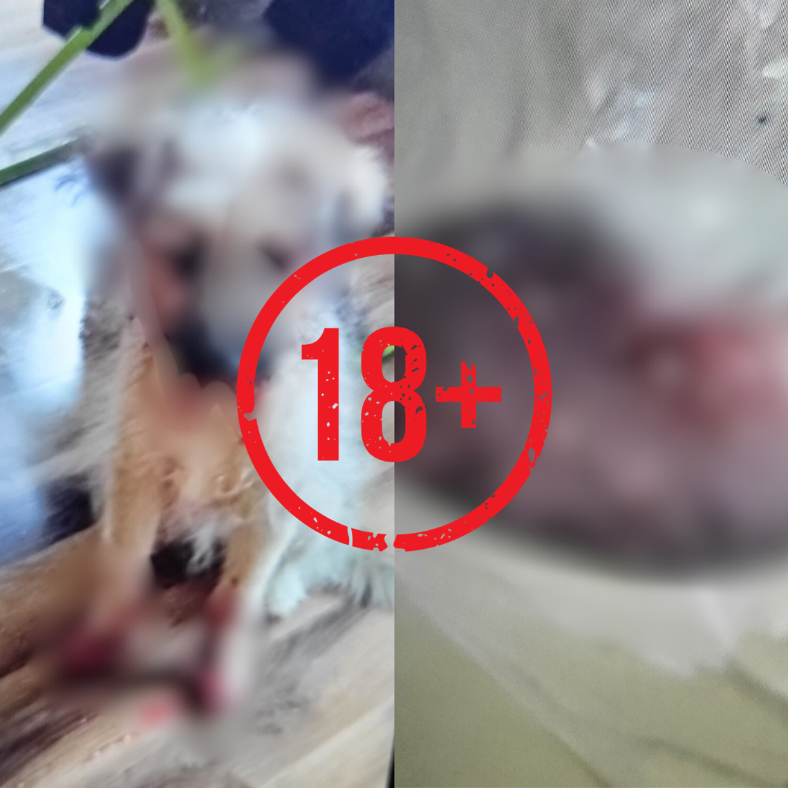 Ktoś rozsypuje substancję żrącą w centrum Kalisza. Zwierzęta „palą się” od środka DRASTYCZNE ZDJĘCIA