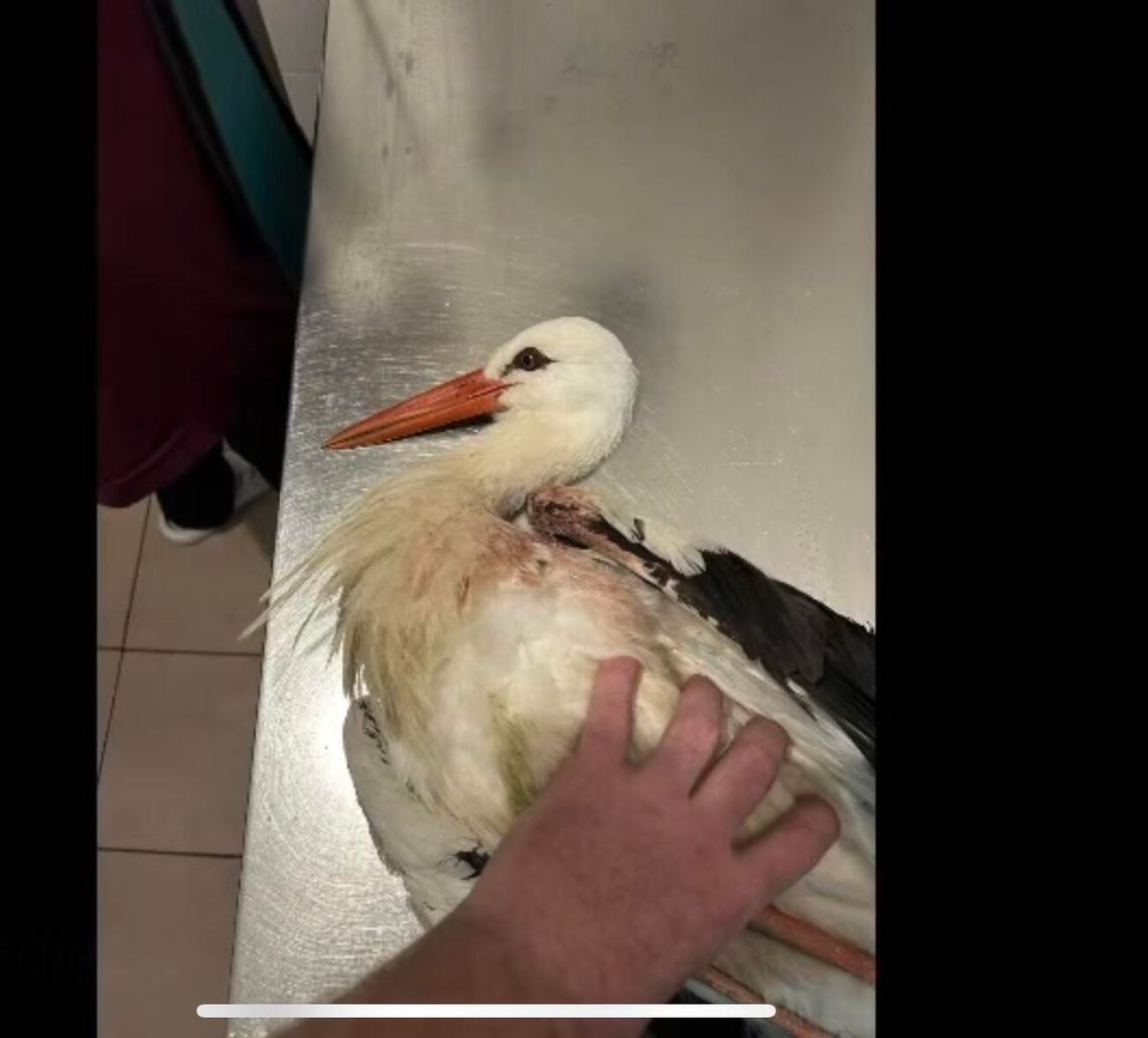 Ktoś STRZELAŁ do bociana! Całą zimę spędził w azylu...