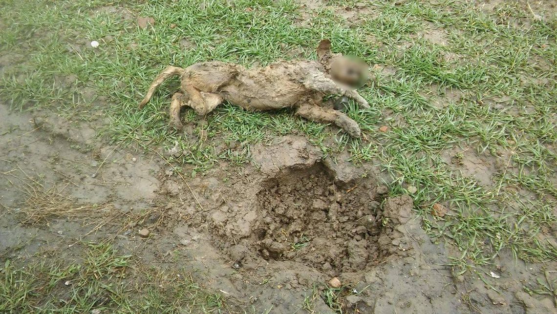 Ktoś zakopał psa żywcem? Animalsi proszą o pomoc DRASTYCZNE ZDJĘCIA