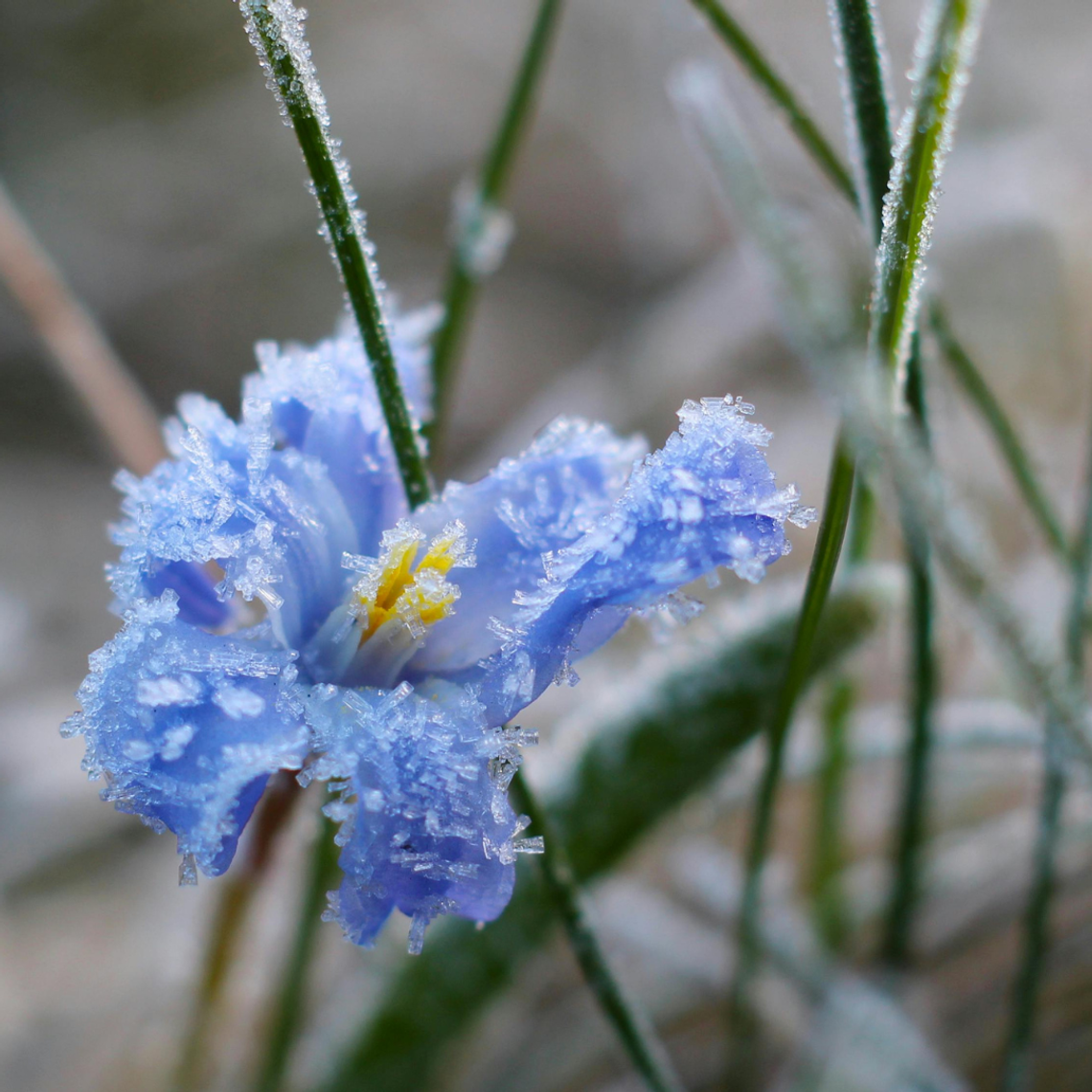 ,,Kwiecień plecień...''. Ta noc może zaskoczyć! Alert dla Kalisza i okolic