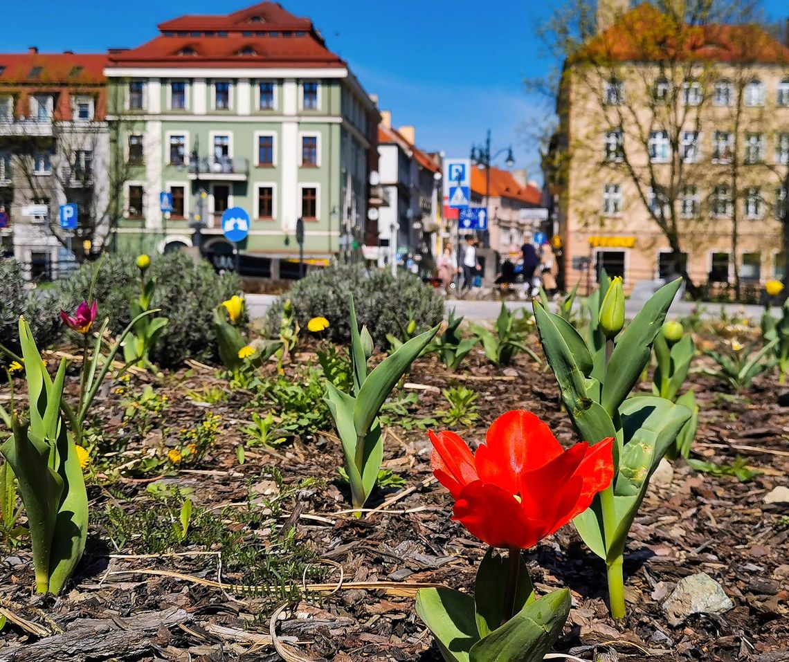 Kwitnący Kalisz. Zobacz jak przyroda budzi się do życia w mieście ZDJĘCIA