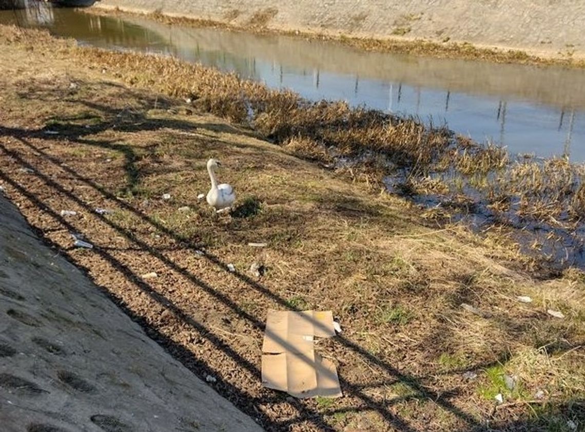 Łabędź wśród śmieci. „Kaliszanie! Jak tak można?”