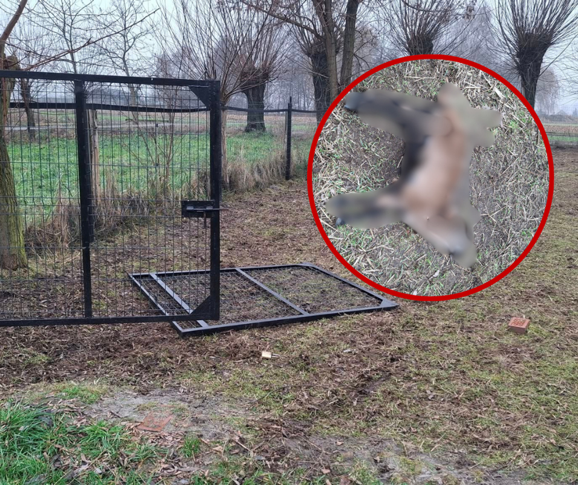 Ludzka zawiść? Brutalny najazd na "oazę spokoju" APEL