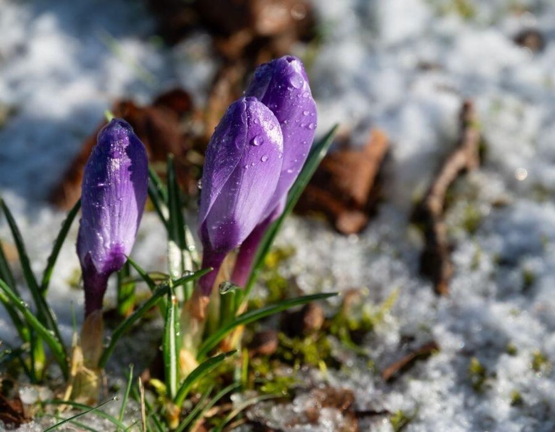 Marzec w pogodzie: ciepło, mróz i widmo suszy