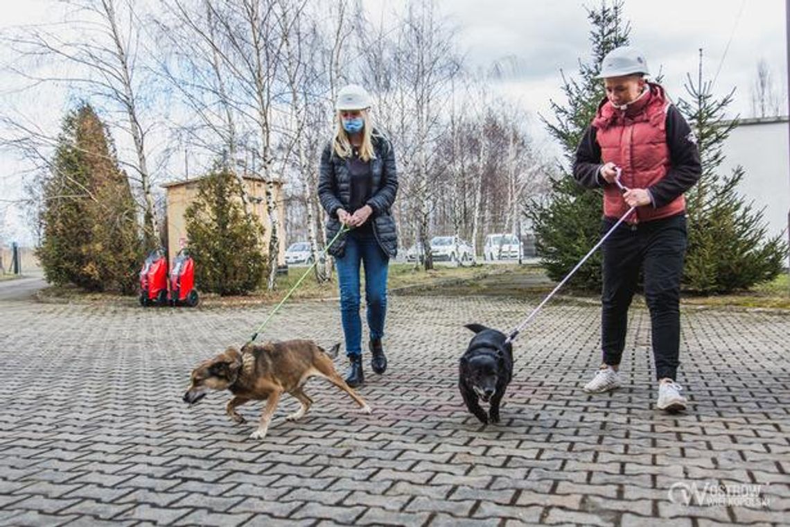 Miejskie spółki w Ostrowie Wielkopolskim adoptują psy ze schroniska