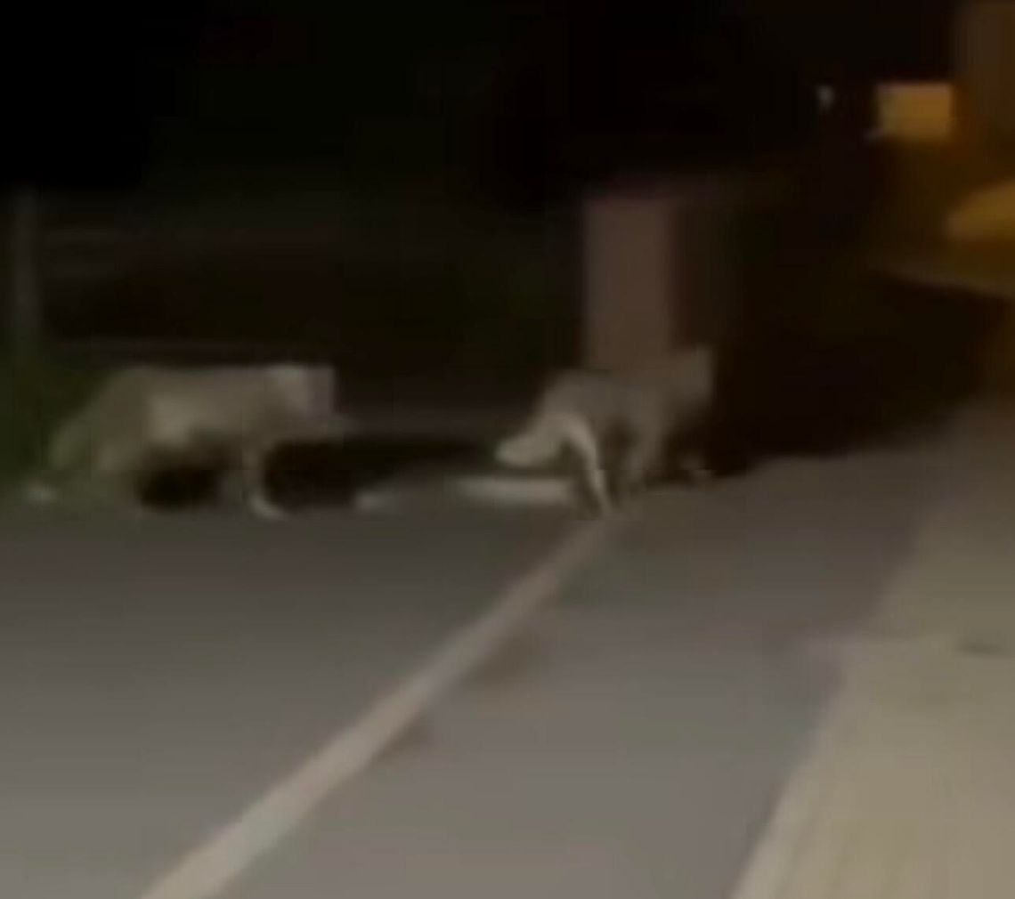Mieszkańcy w strachu. Wilki podchodzą pod domy i przeszukują podwórka