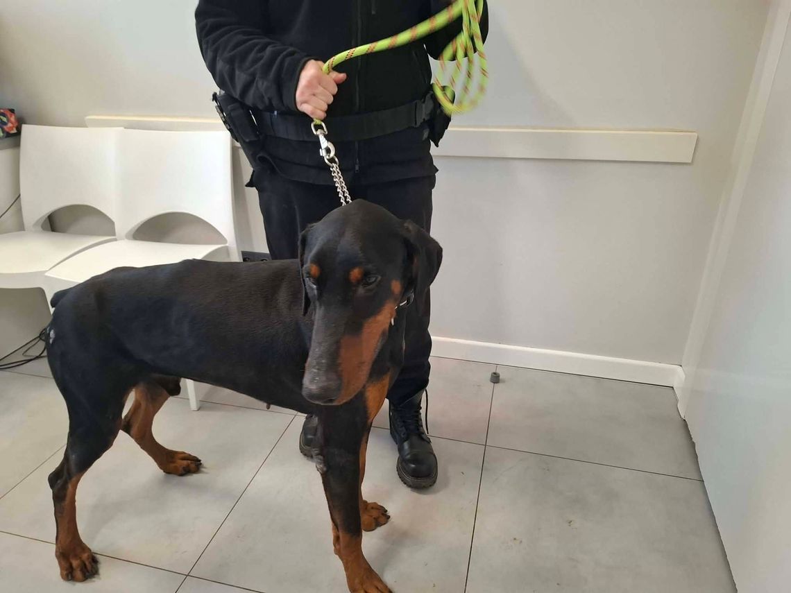 Na łańcuchu w mrozie! Pies odebrany podczas interwencji