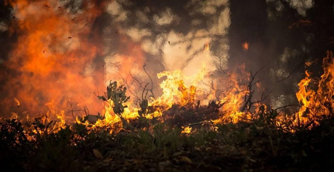 Najwyższy stopień zagrożenia pożarami w lasach całego kraju