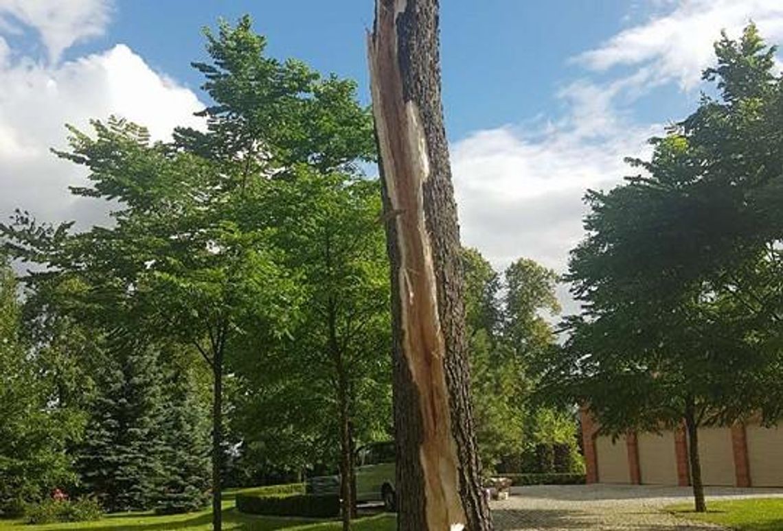 Nawałnica zniszczyła ponad stuletnie drzewa ZDJĘCIA